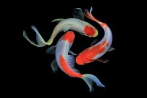 How Long do Fish Live in An Aquarium? Average Life Span
