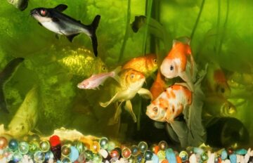 Why Is My Fish Tank Cloudy? | Main Causes And Cure