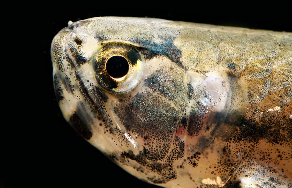 Pantodon or Butterfly Fish breeding