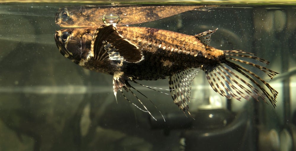 Pantodon or Butterfly Fish feeding