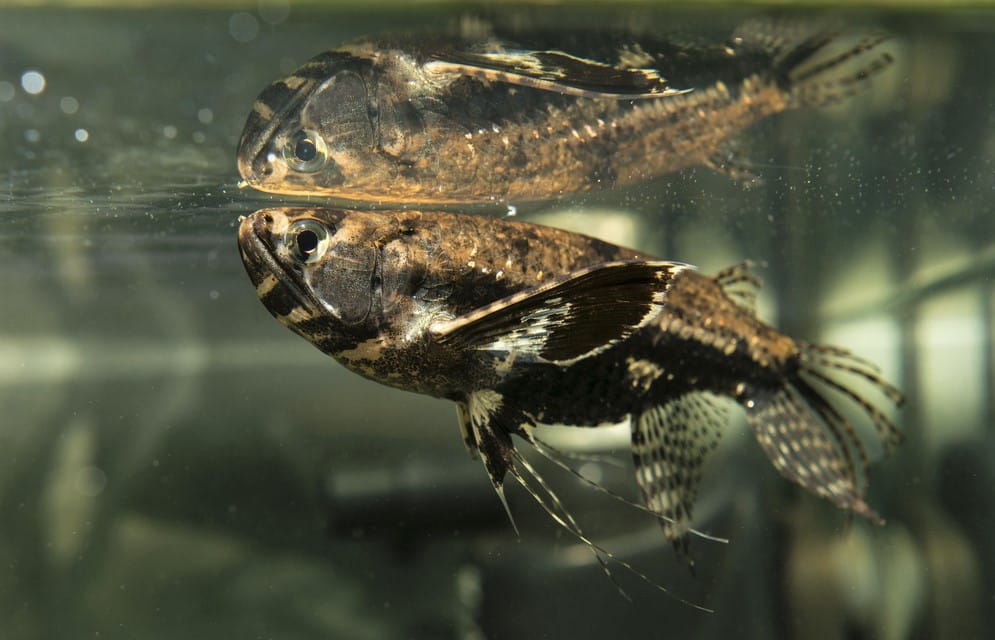 Pantodon or Butterfly Fish