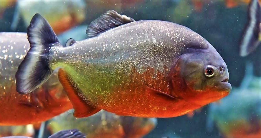 Red-bellied Piranha