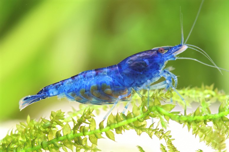 Reproduction And Breeding Blue Dream Shrimp
