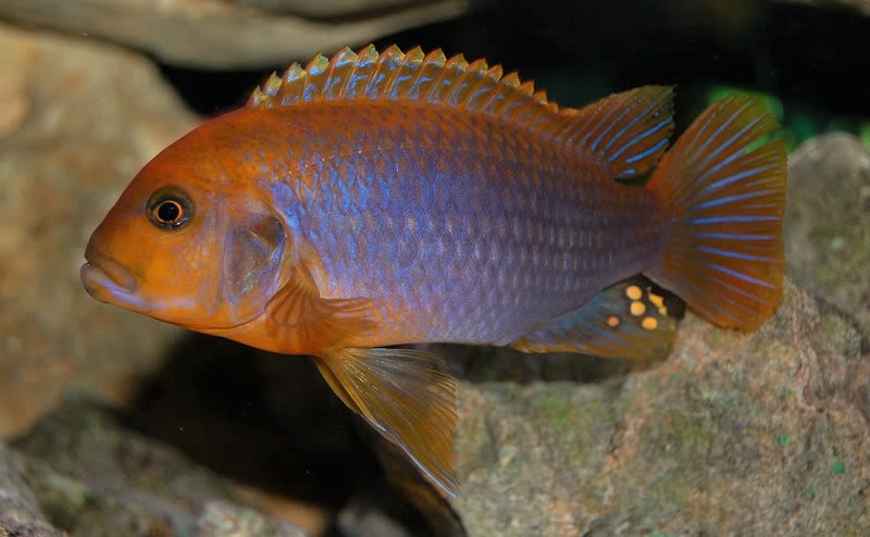 Rusty Cichlids compatibility with other fish