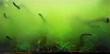 Why Is My Fish Tank Cloudy? Main Causes And Cure