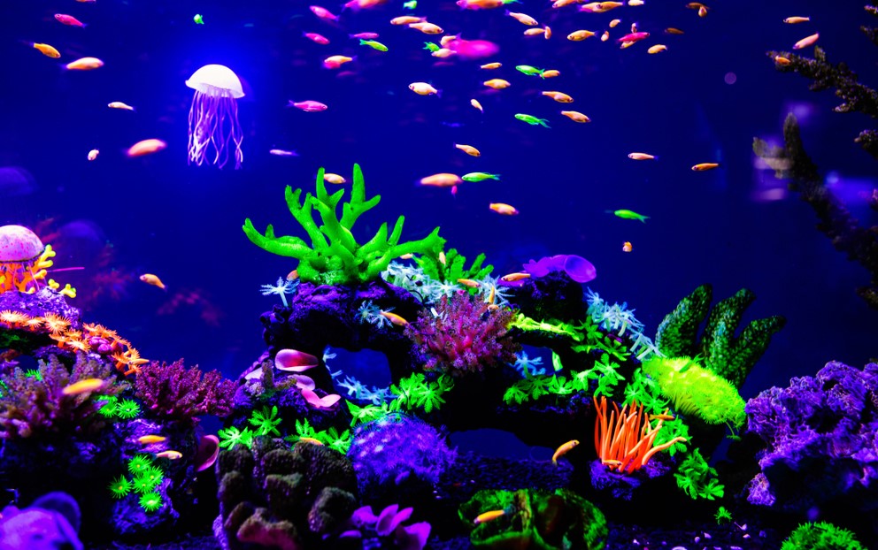 arrangements for an aquarium