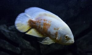 How Long do Fish Live in An Aquarium? Average Life Span