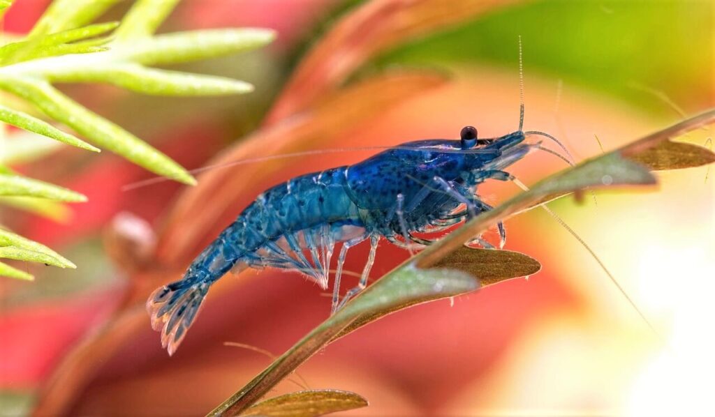 blue dream shrimp