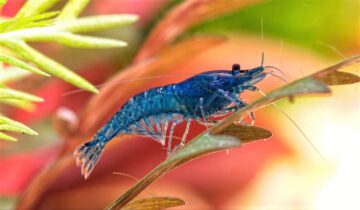 Blue Dream Shrimp | Blue Velvet Shrimp Feeding And Breeding