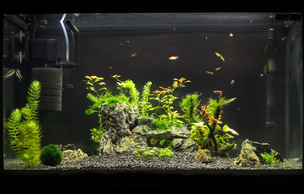 choose and aquarium for zebra fish