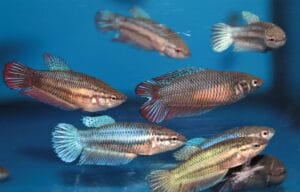 How Long do Fish Live in An Aquarium? Average Life Span