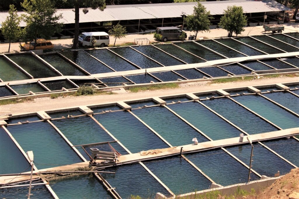 Benefits of Invest In Aquaculture