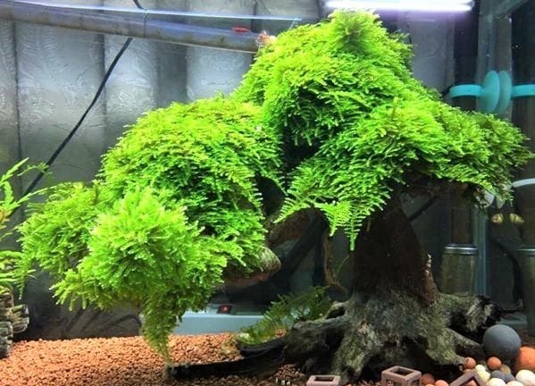 Christmas Moss habitat