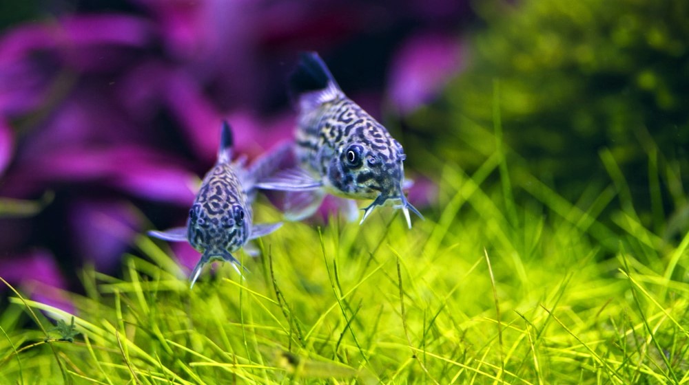 Dwarf Hairgrass Suitable For Your Fish Tank