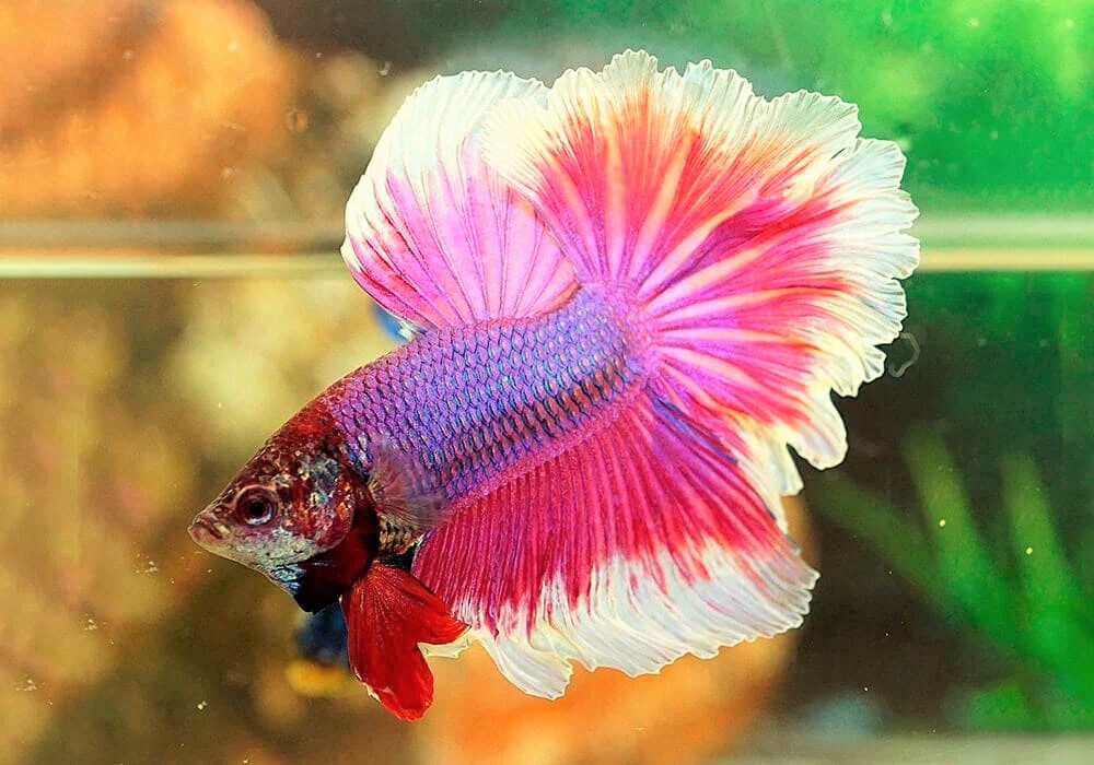 7 Reasons Why Betta Fish Not Eating? All Possible Answers