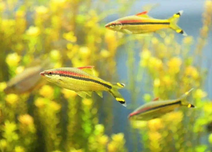 Roseline Shark availability