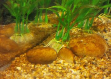 brown algae in goldfish aquarium
