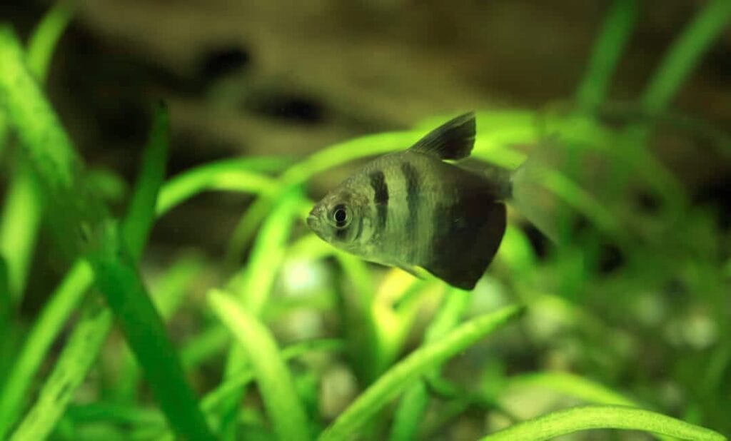 black skirt tetra