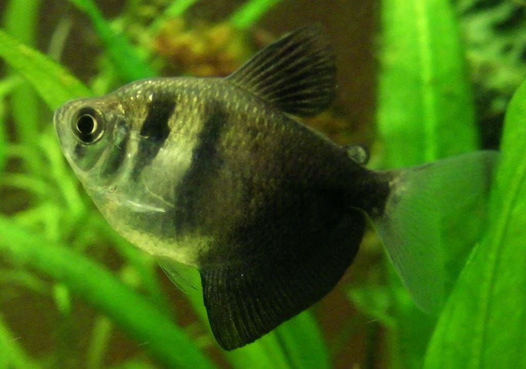 black skirt tetra care