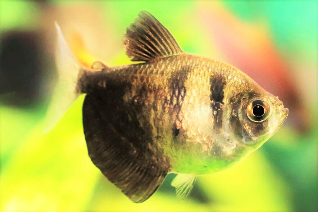 black skirt tetra appearance