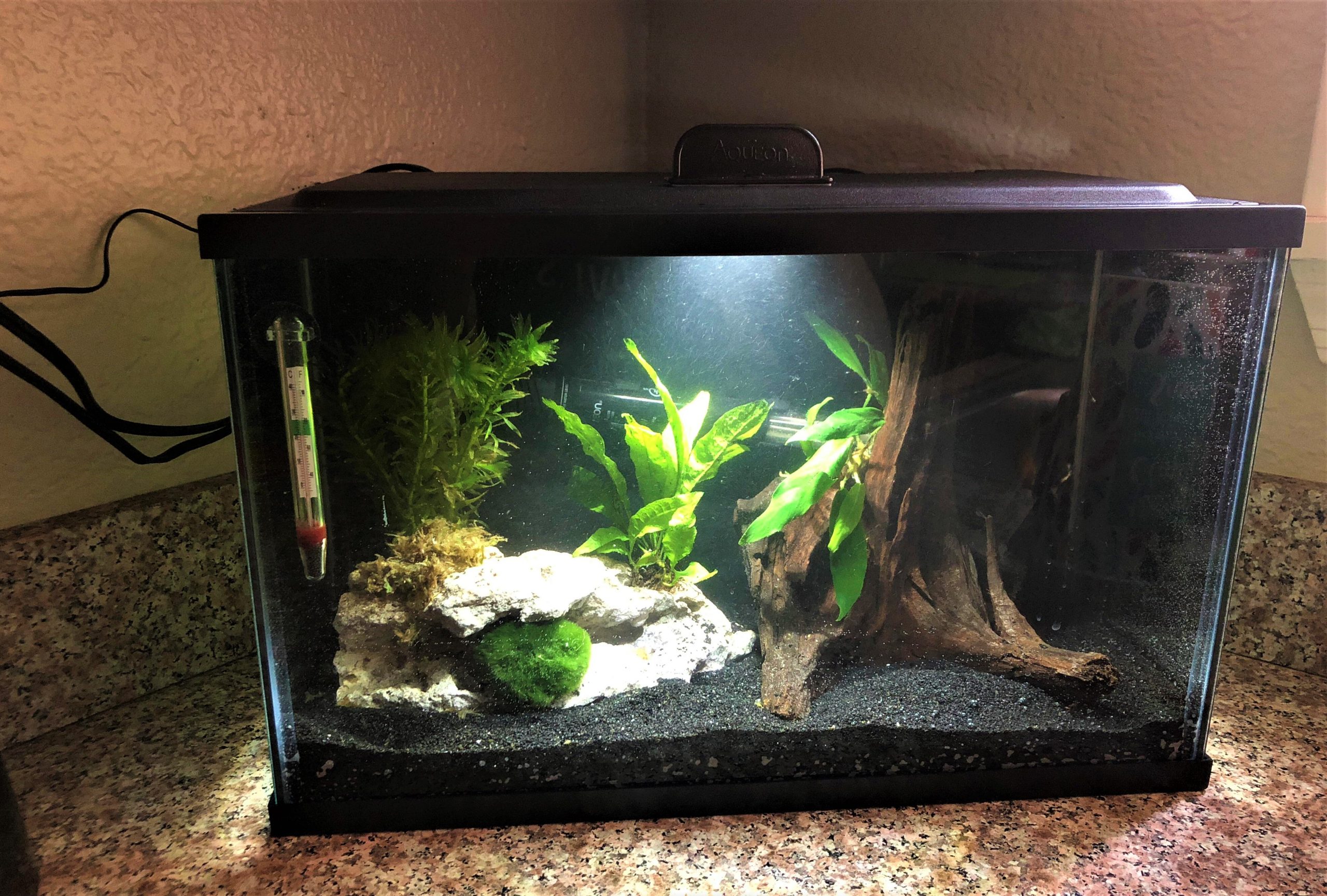 A 2.5 gallon tank with ideal water parameters