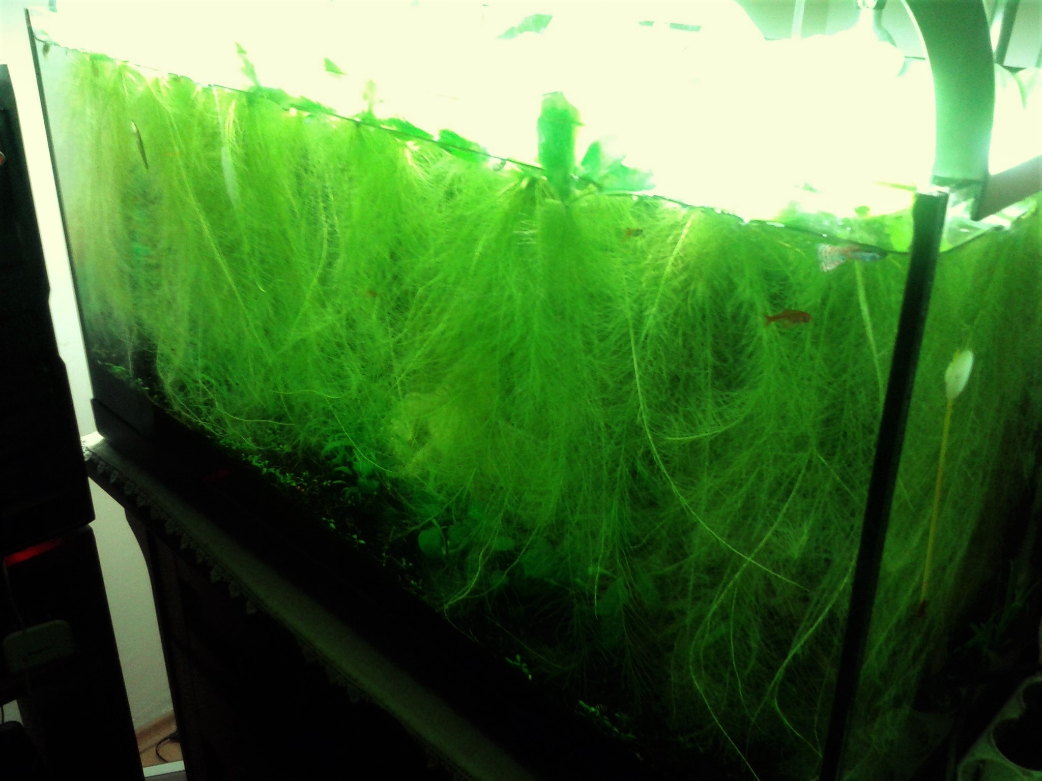 guppy grass for aquarium