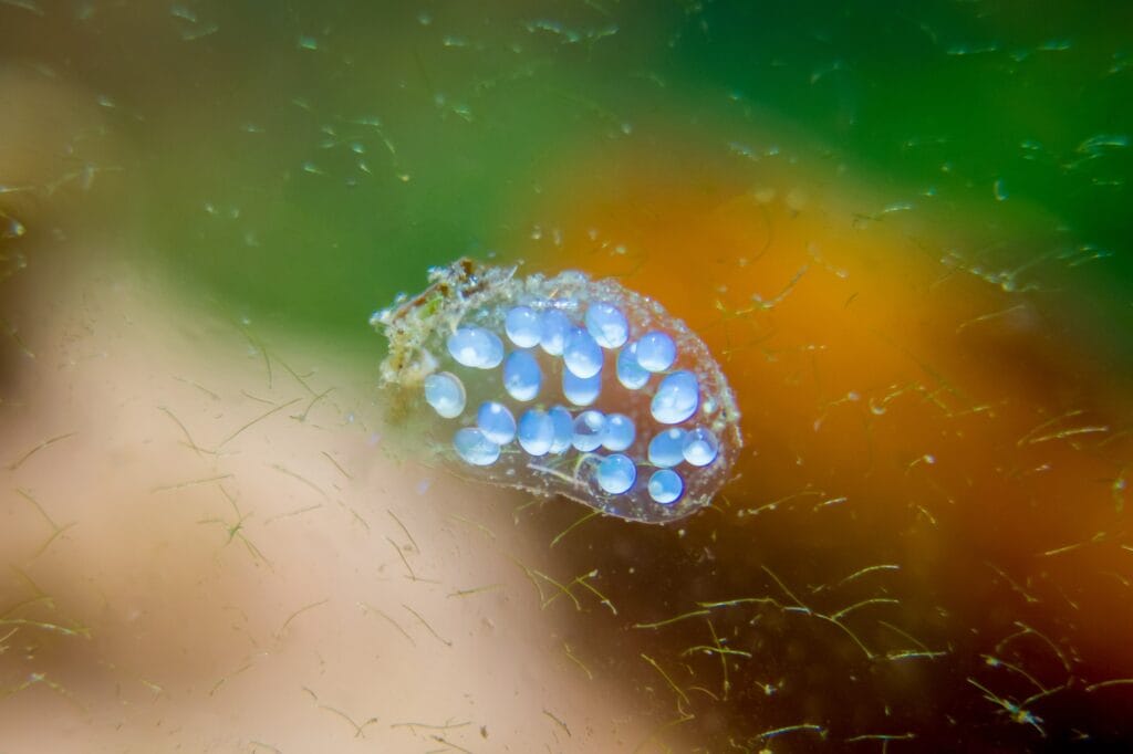 How To Snail Eggs in Aquarium » Guide About Eggs Identification