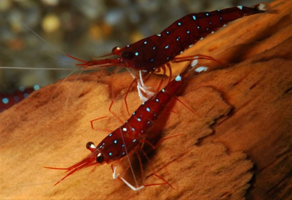 Cardinal Sulawesi Shrimp Care, Diet, Breeding, Tank Size | Guide