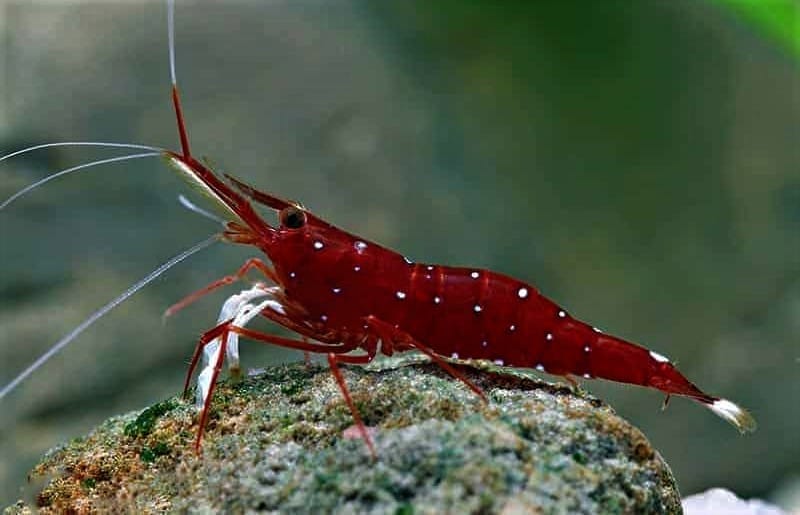 Sulawesi Shrimp Disease