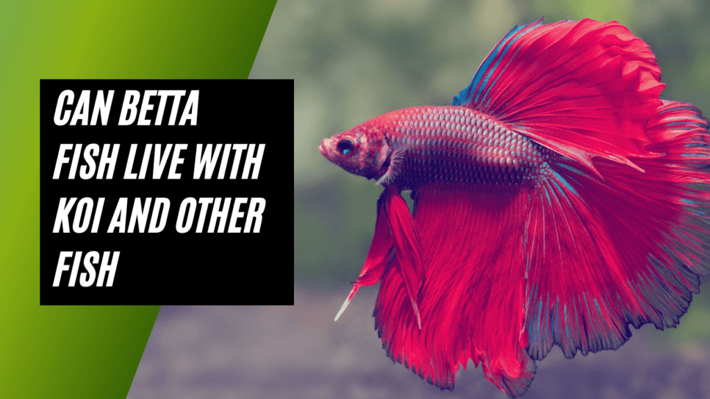 Can Betta Fish Live with Koi and other Fish