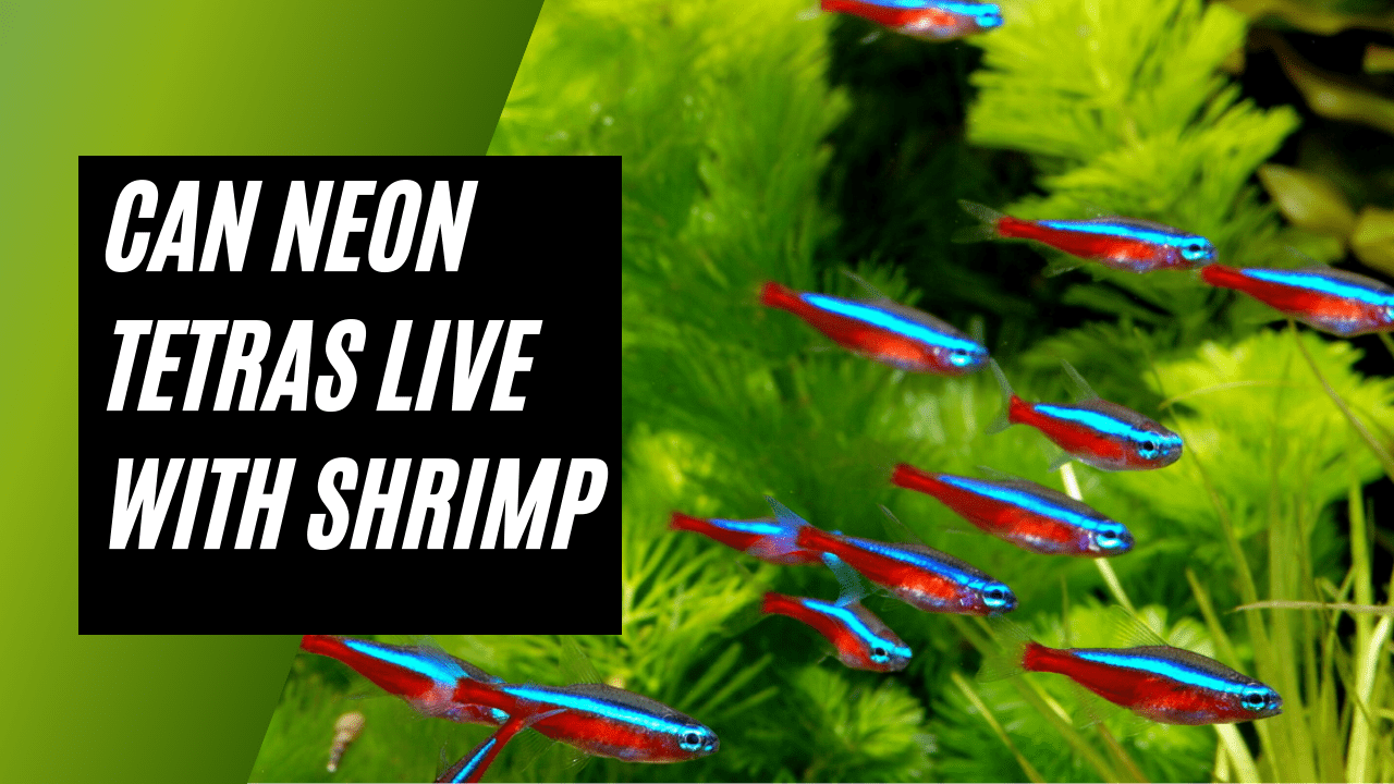 Neon Tetra and Shrimp | Can They Live Together? 2024 Guide