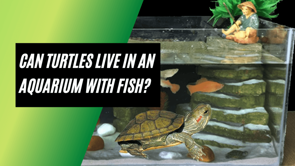 Can Turtles Live In An Aquarium With Fish