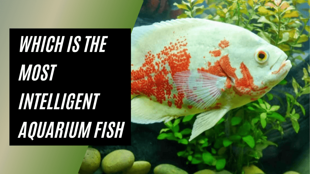 which is the most intelligent aquarium fish