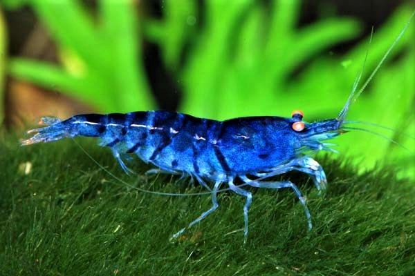 Blue-Tiger-Shrimp