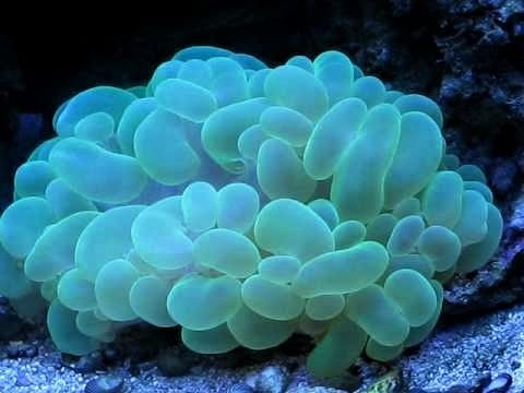 Bubble coral