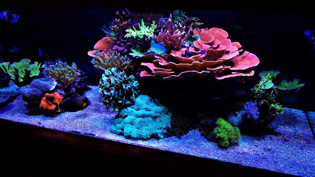 Saltwater Coral Tank