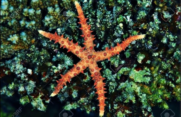 Egyptian Starfish