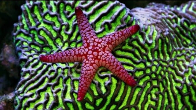 Marble Starfish