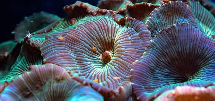 Mushroom Coral