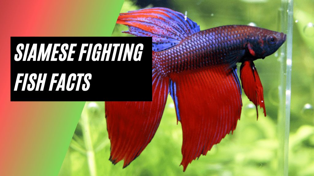 Siamese fighting fish facts