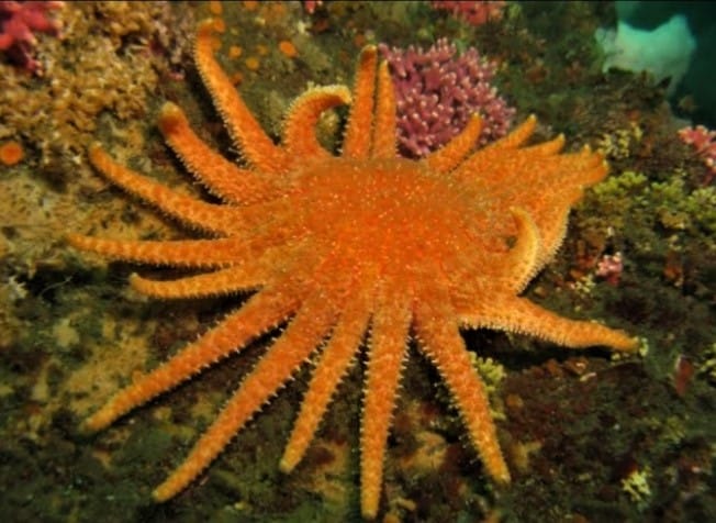 Sunflower Starfish