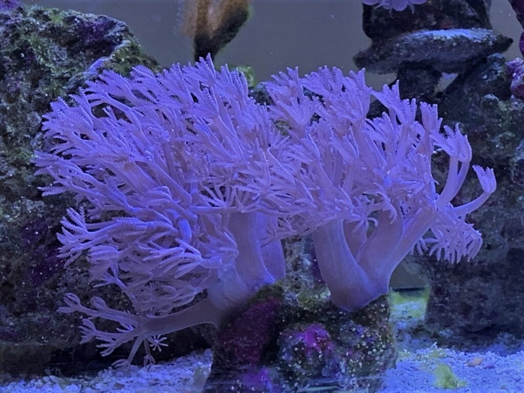 Xenia coral