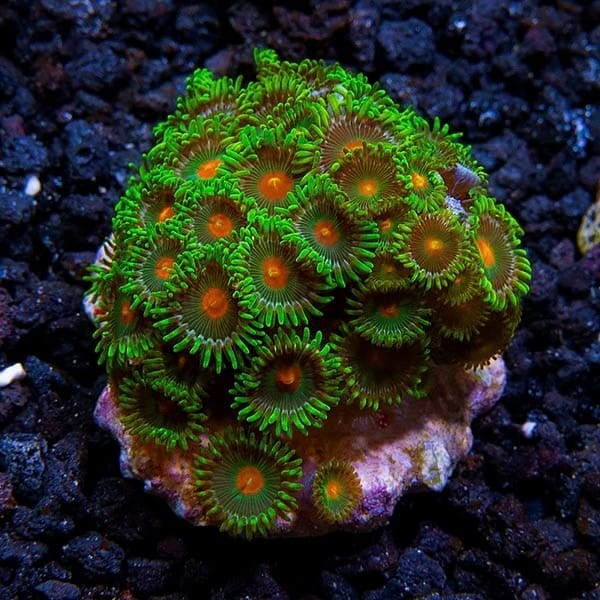 Zoanthids