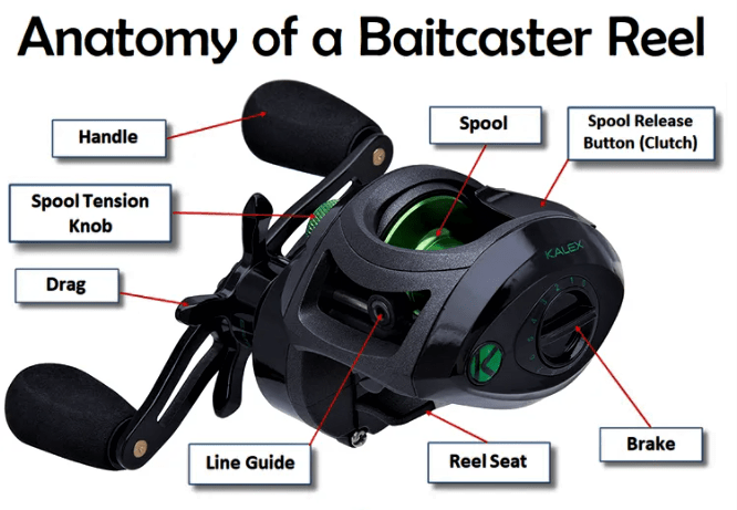 anatomy of baitcaster