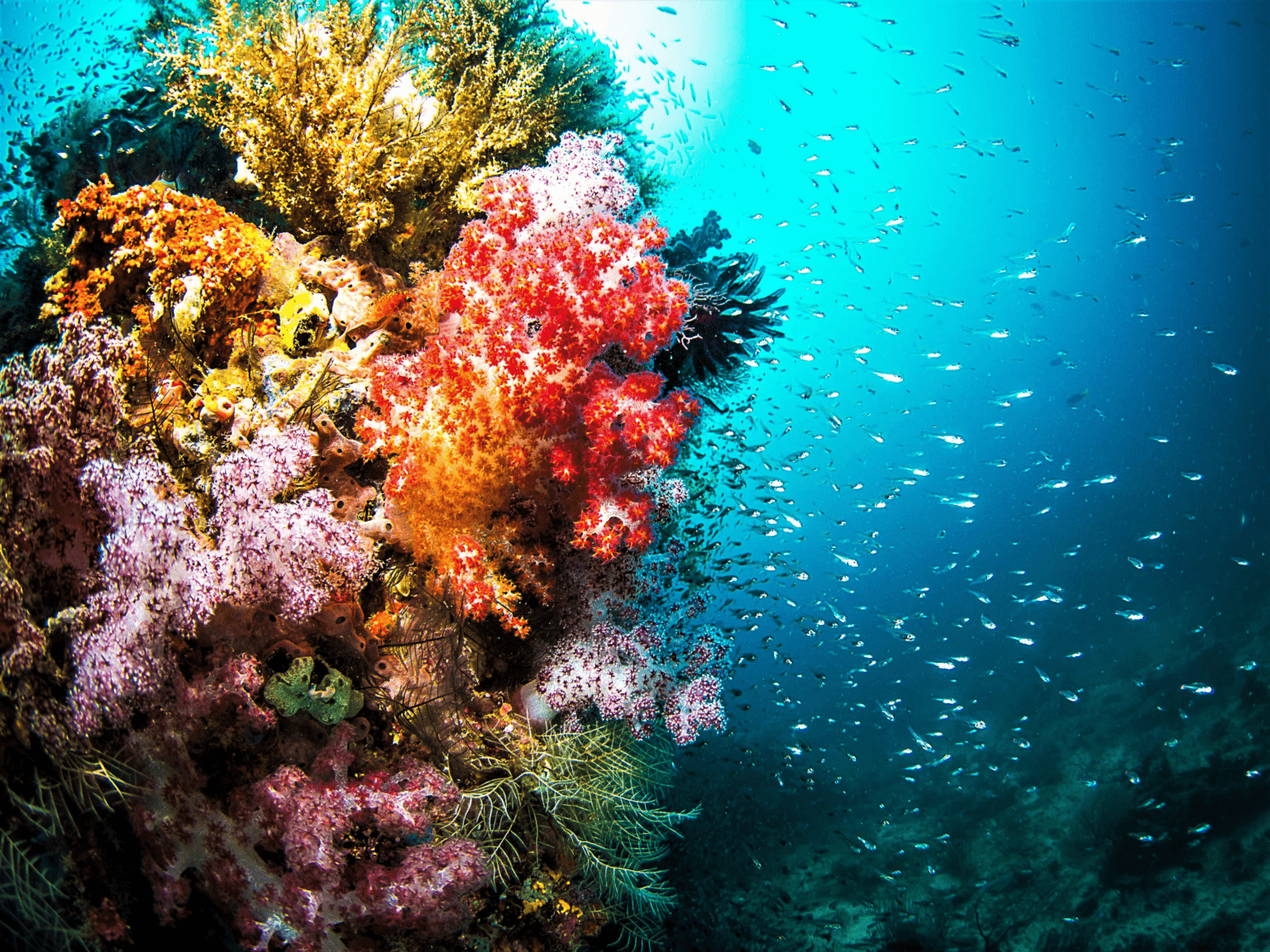 Best Temperature Range For Coral Reef Growth in Tank To Live