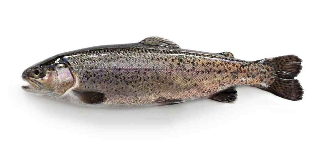 hatchery raised trouts