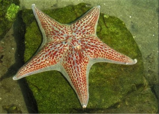 leather Starfish