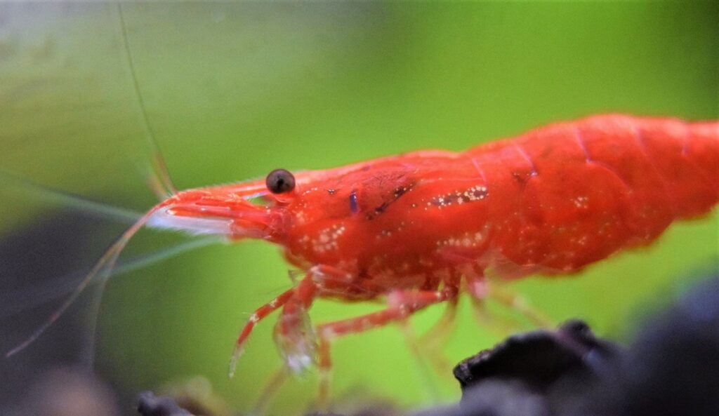 red-cherry-shrimp-care