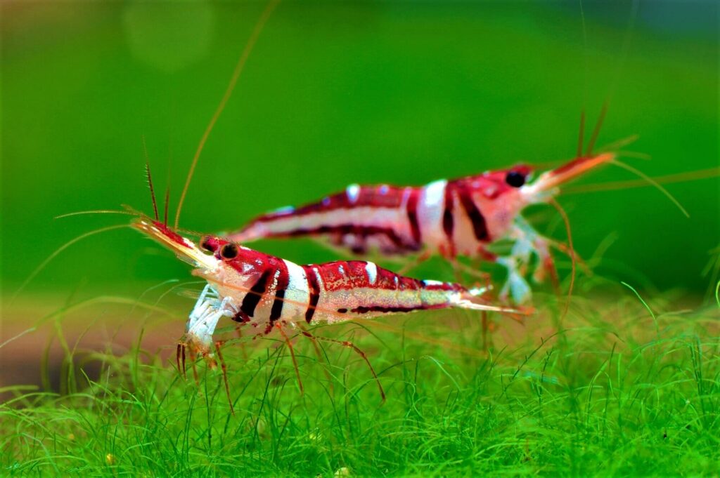 sulawesi-harlequin-shrimp-1