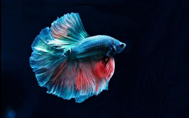 Betta Fish